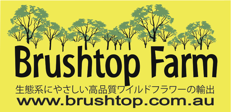 BrushtopLogoJapan(improved)